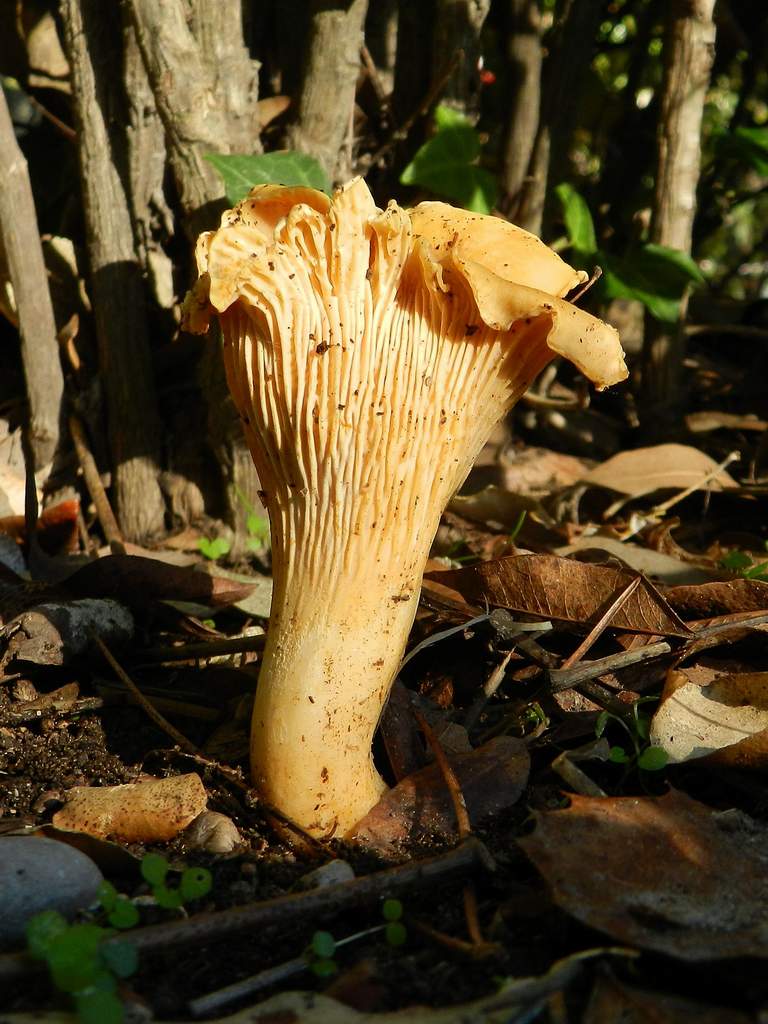 Cantharellus cibarius (Fries, 1821) ?
